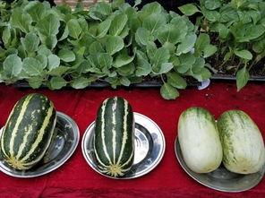 娱乐吃瓜壁纸高清图